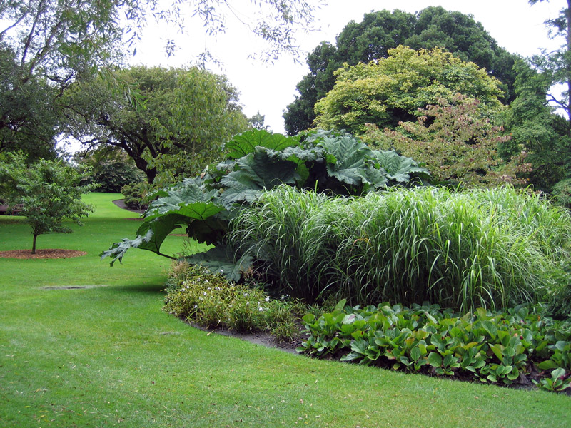 Gunnera, Royal Botanic Garden Edinburgh