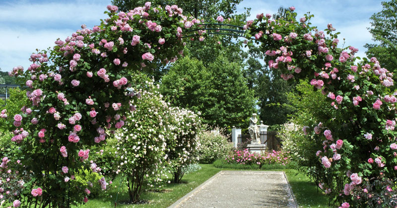 Rose Arch, Schloss Eggenberg