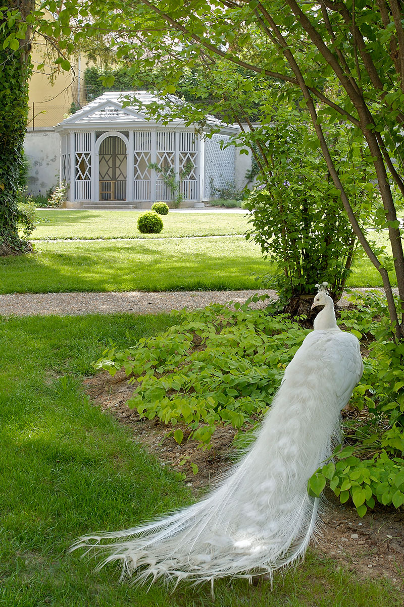 White Peacock, Schloss Eggenberg