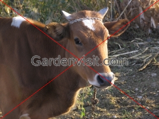 Egypt Cow