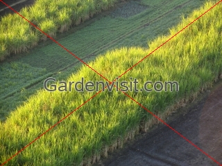 Egypt Farmland