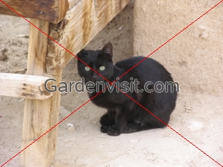 Egyptian Cat