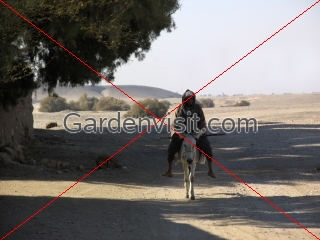 Egyptian Donkey