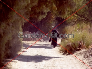Egyptian Field Path