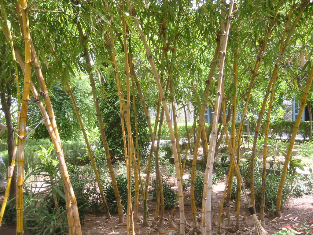 Bamboo, El Bahia Gardens