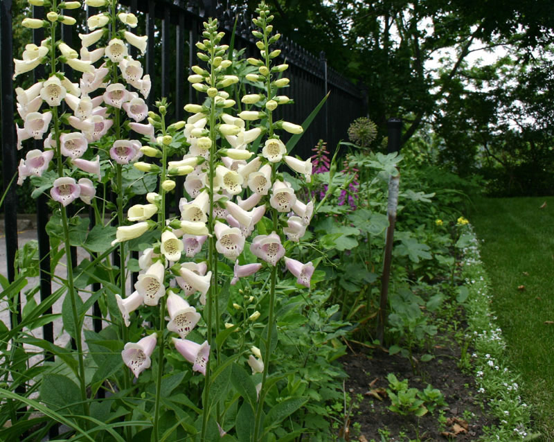 Eldon House Garden, Ontario