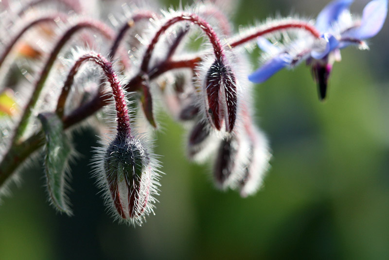 Elizabeth Gamble Garden, California