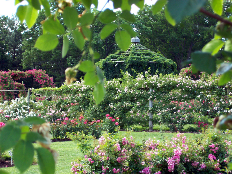 Elizabeth Park Rose Garden, West Hartford