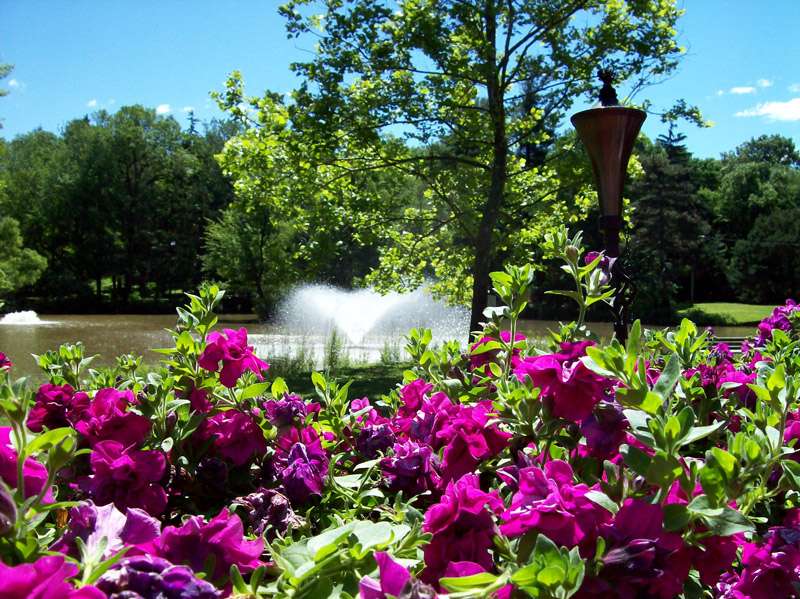 Park Rose