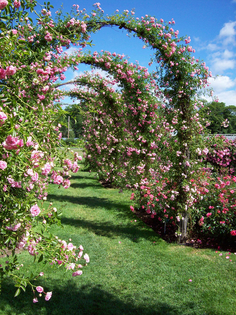 Elizabeth Park Rose Garden