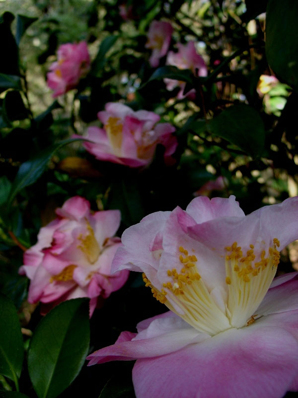 Elizabethan Gardens, USA