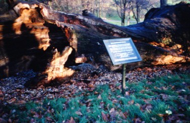 Elizabeth Oak