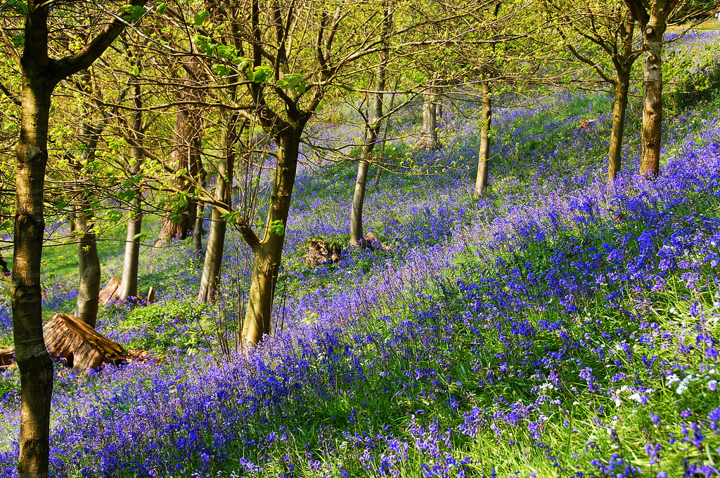 Emmetts Garden James Stringer