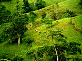 Equestrian property