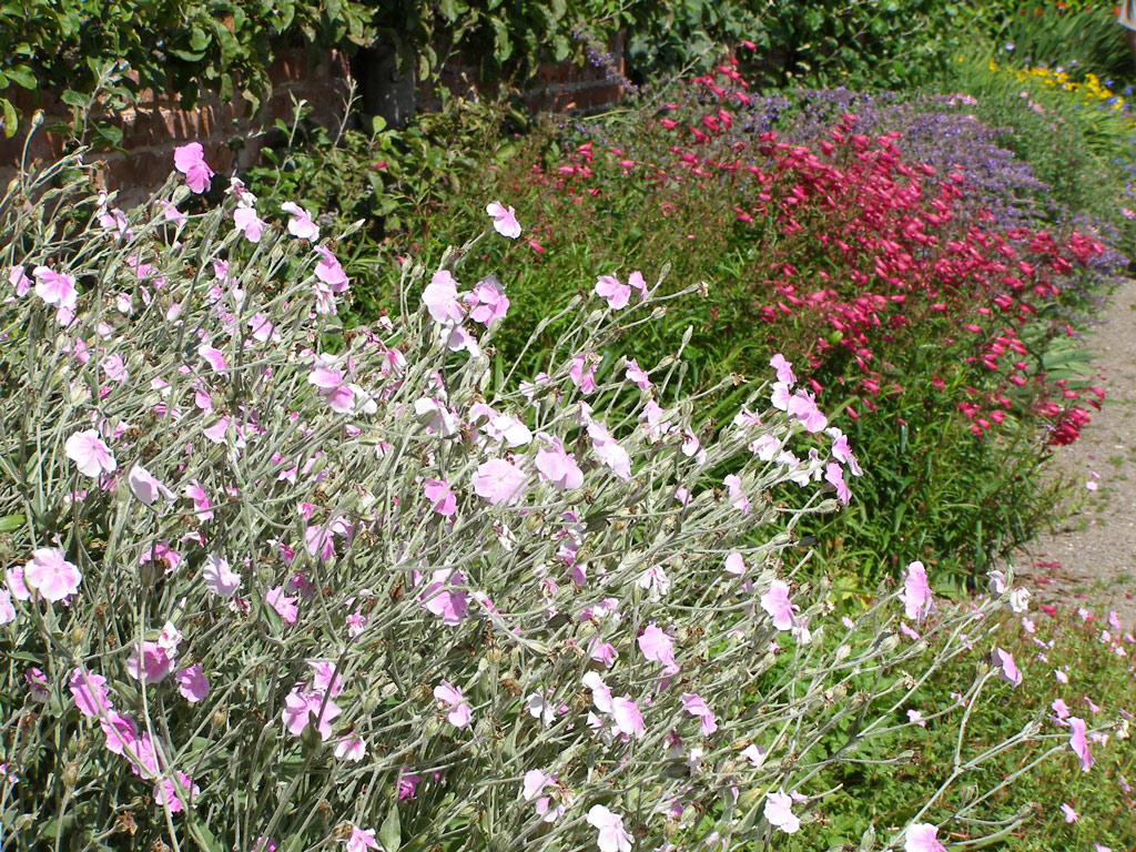 Lychnis, Penstemon and Nepeta