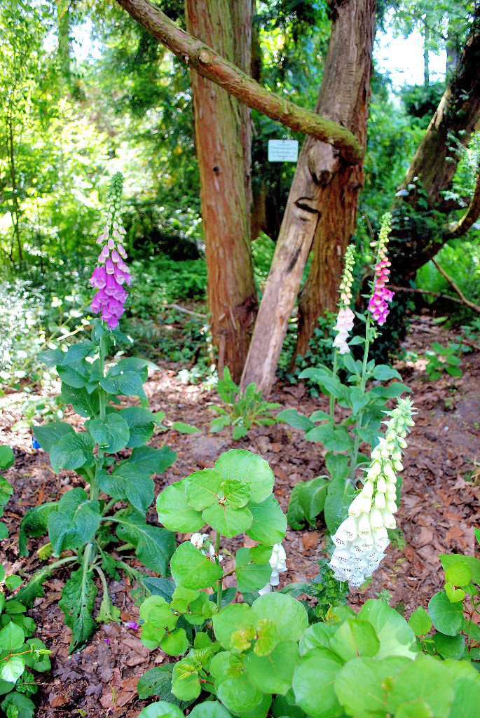 Foxgloves, Erlangen Botanic Garden