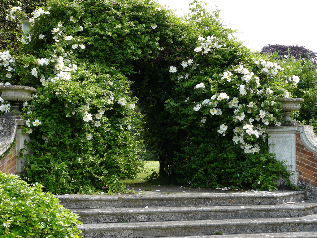 Euston Hall Garden, Suffolk