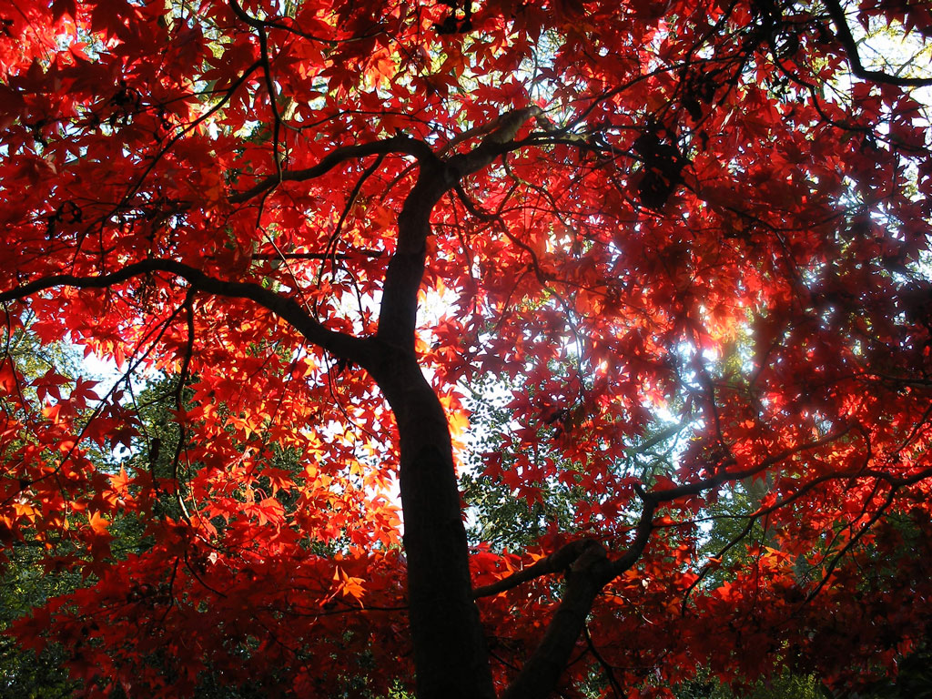 Autumn Colour, Evenley Wood Garden