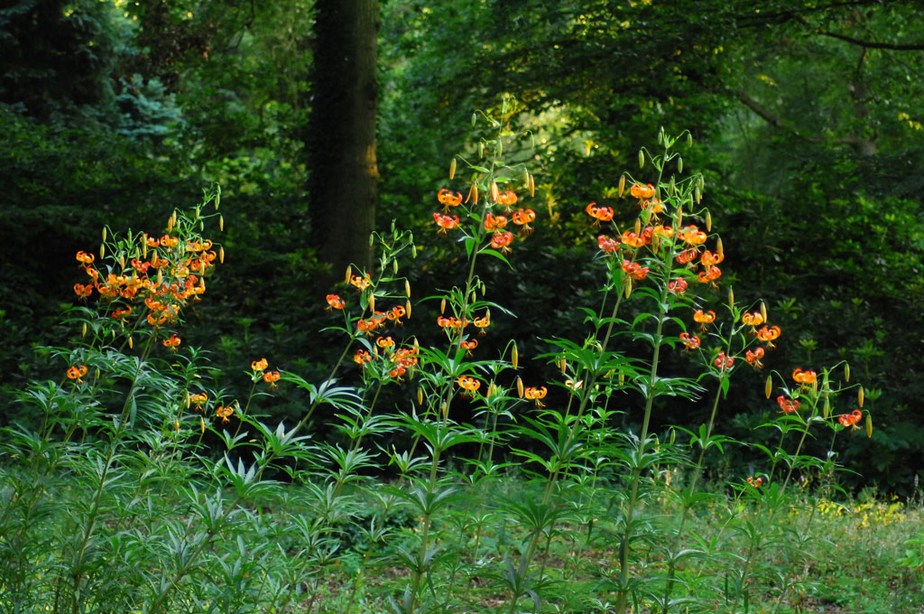 Evenley Wood Garden