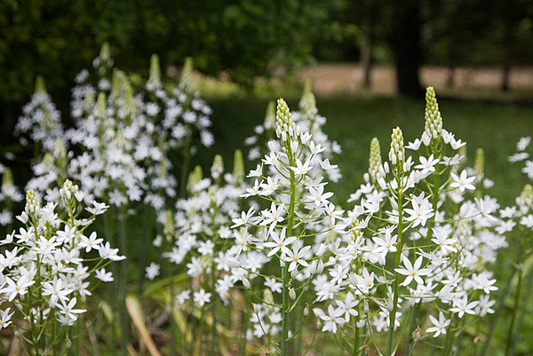 Evenley Wood Garden, Northamptonshire