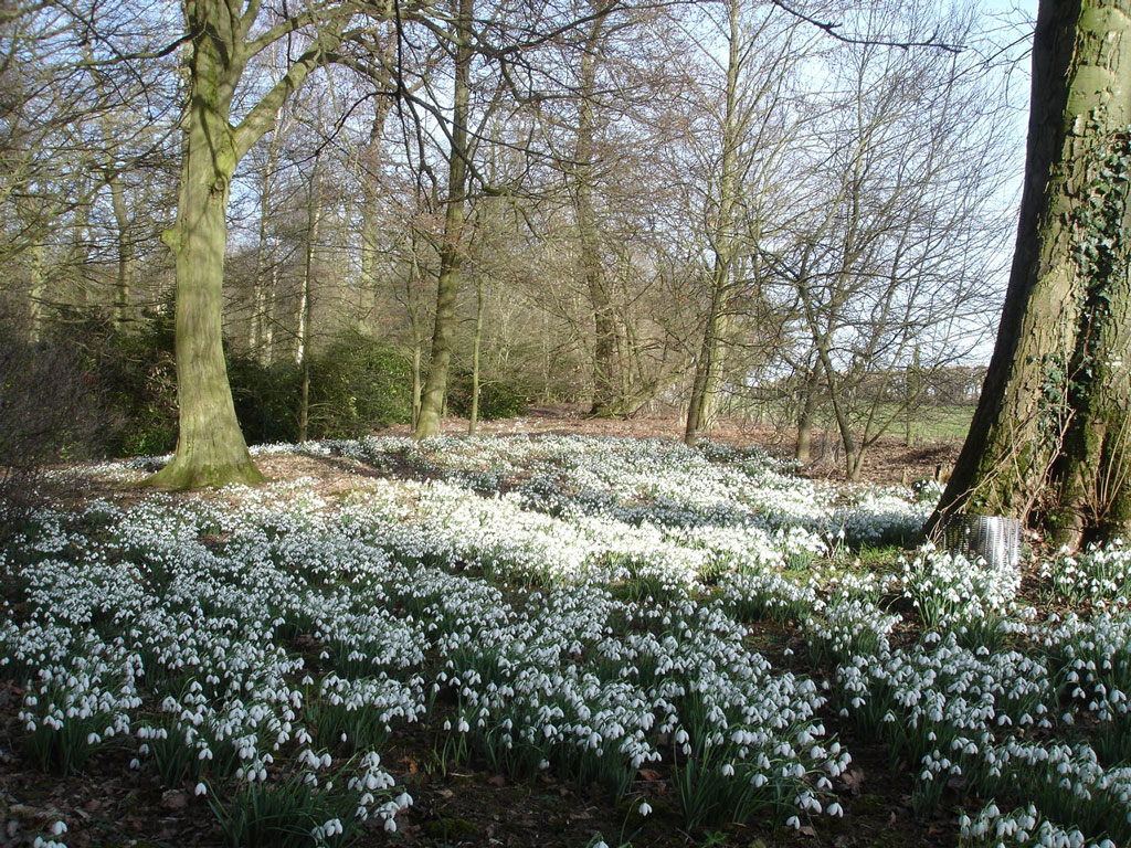 Snowdrops, Evenley Wood Garden