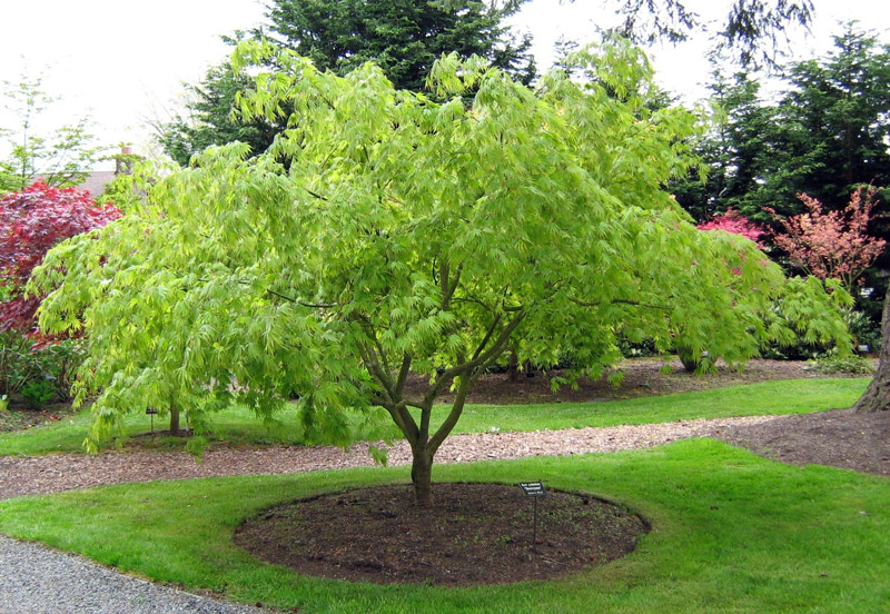Evergreen Arboretum & Gardens, Everett