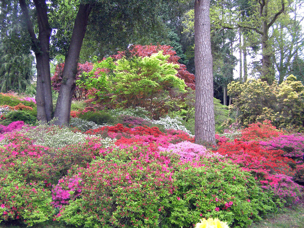 Azaleas, Exbury
