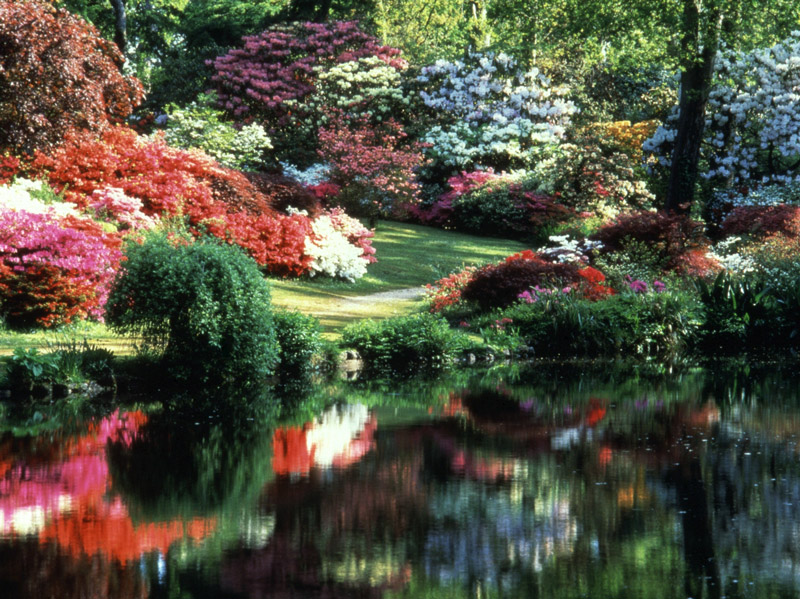 Azaleas, Exbury Gardens