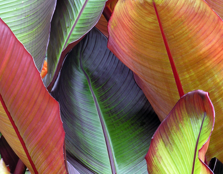 The Exotic Garden, Norfolk