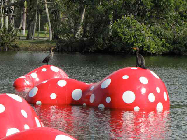 Cormorants, Fairchild Garden