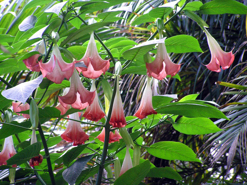Datura, Fairchild Garden