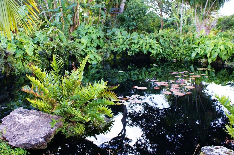 Pond, Fairchild Tropical Botanic Garden