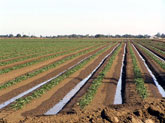 Farmland