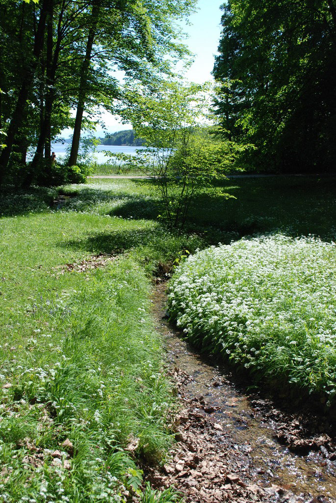 Stream, Feldafing Park