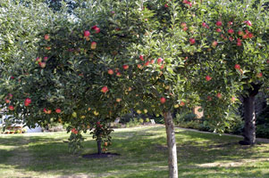 Fentonhouse orchard