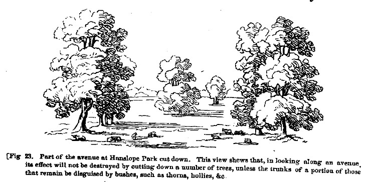Fig23 avenue at hanslope park cut down