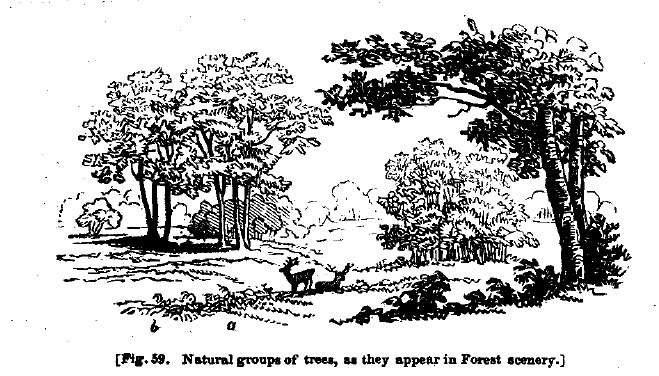 Fig59 natural groups of trees in forest scenery