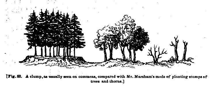 Fig60 clump