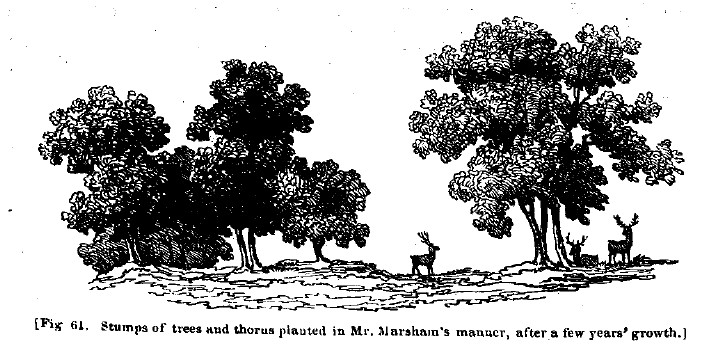 Fig61 stumps of trees