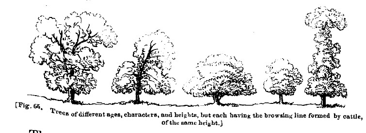 Fig65 browsing line by cattle
