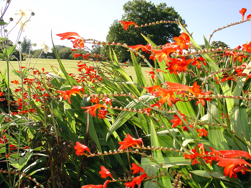 Lucifer, Finlaystone Garden