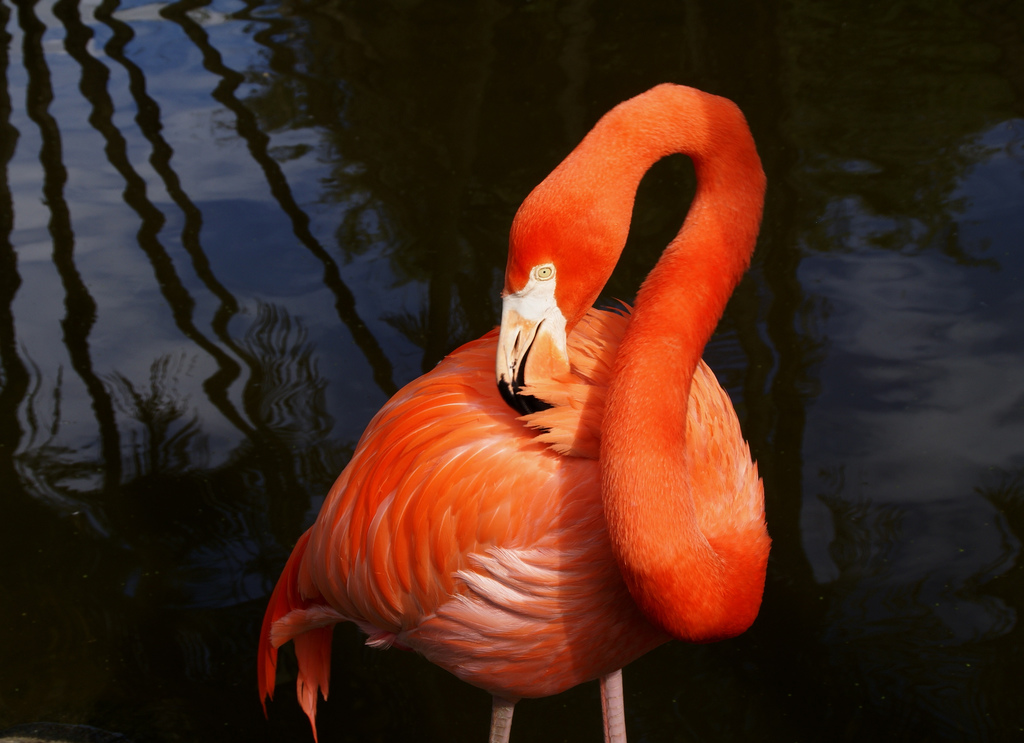 Flamingo Gardens Kenny P
