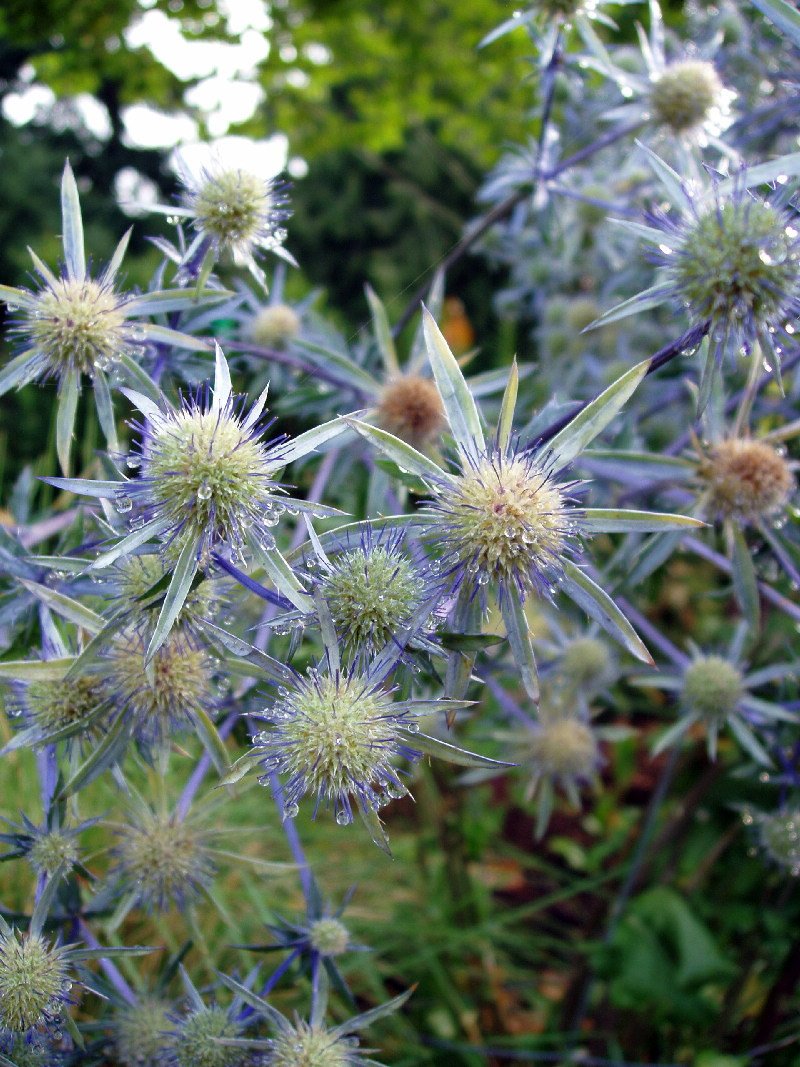 Fleetwood Gardens, British Columbia