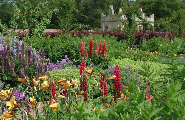 Lupins at Floors Castle Gardens