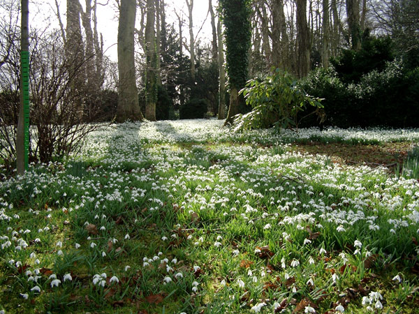 Snowdrops at Floors Castle Gardens