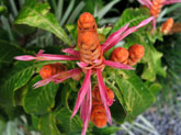Australian Flower