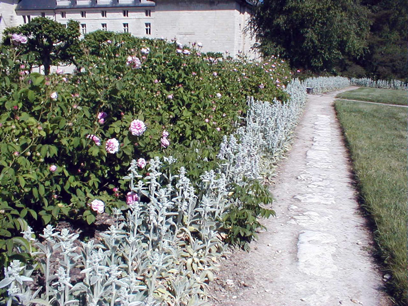 Roses, Abbaye Royale de Fontevraud