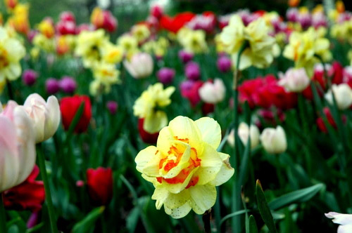 Foster Park Floral Area, Fort Wayne