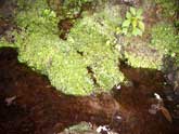 Fountain in grotto