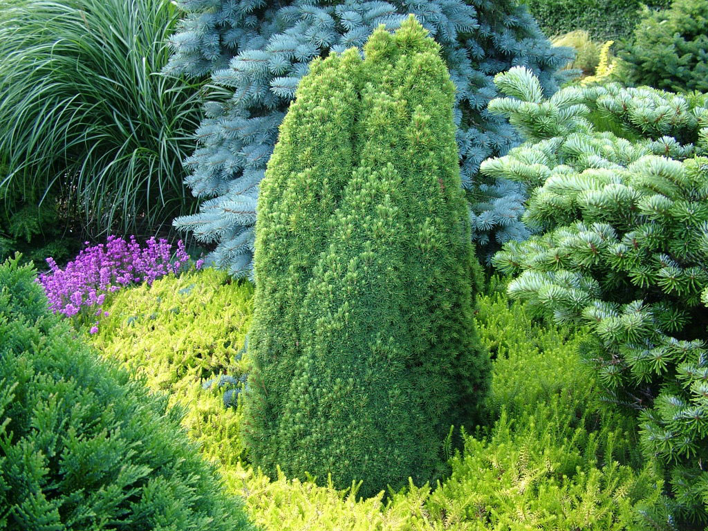 Picea glauca 'Laurin', Foxhollow Garden